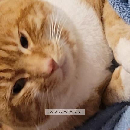 Photo 1/1 Kelo Chat perdu à Herserange