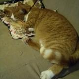 Photo de chat perdu à Plumeliau Bieuzy