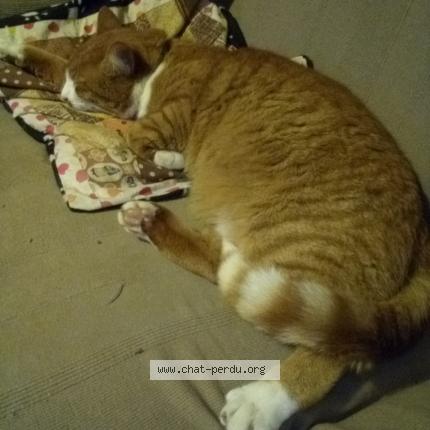 Photo 1/1 organdi Chat perdu à Plumeliau bieuzy