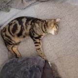 Photo de chat perdu à Val Au Perche