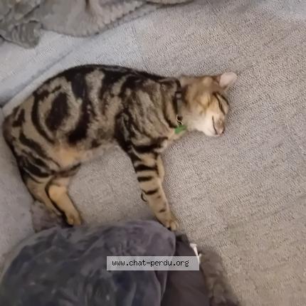 Photo 1/1 Tigrou Chat perdu à Val au perche