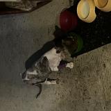 Photo de chat perdu à Boersch