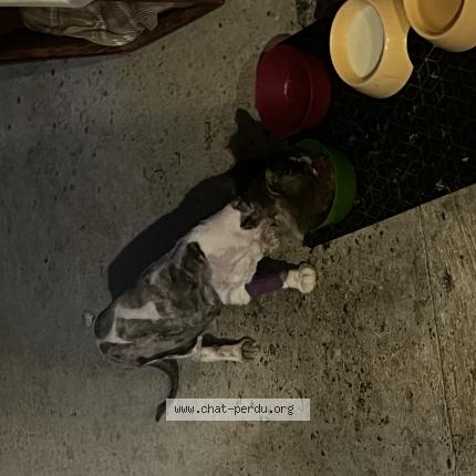 Photo 1/1 Plume Chat perdu à Boersch