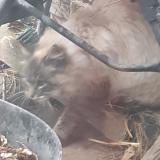 Photo de chat trouvé à Rambervillers