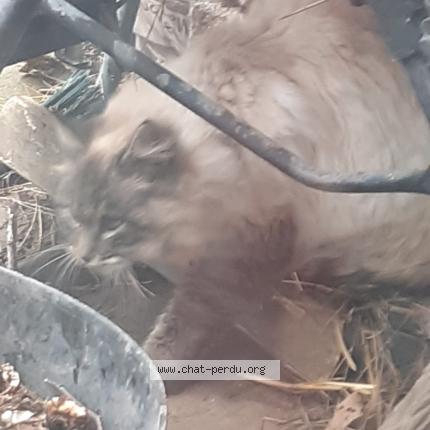 Photo 1/1 Chat trouvé Trouvé à Rambervillers