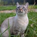 Photo de chat perdu à Monts