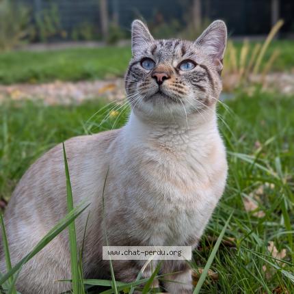 Photo 1/1 Flocon Chat perdu à Monts