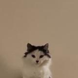 Photo de chat perdu à Nevers