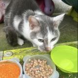 Photo de chat trouvé à Amiens