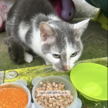 Photo 1/1 Chat trouvé Trouvé à Amiens
