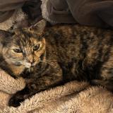 Photo de chat perdu à Centennial