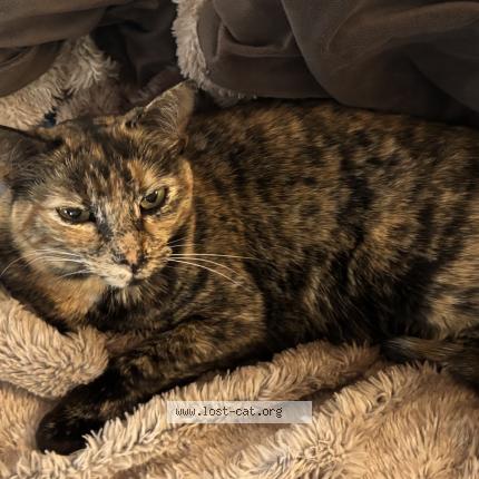 Photo 1/1 Trixie Chat perdu à Centennial