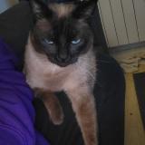 Photo de chat perdu à Plouguerneau