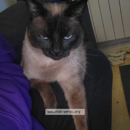 Photo 1/1 Tito Chat perdu à Plouguerneau