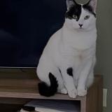 Photo de chat retrouvé à Bahia Blanca