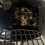 Photo de chat trouvé à Beziers