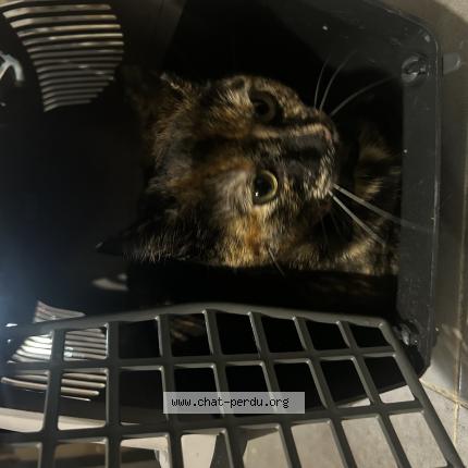 Photo 1/1 Chat trouvé Trouvé à Beziers