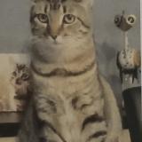 Photo de chat perdu à Flers