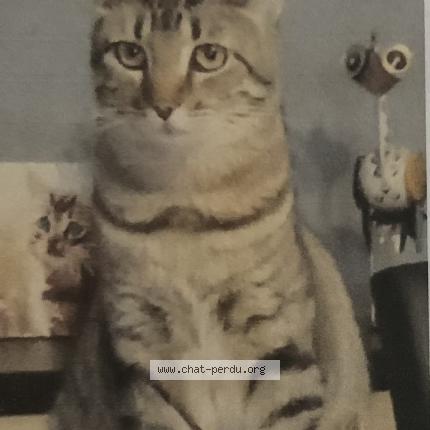 Photo 1/1 Choupette Chat perdu à Flers