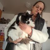 Photo de chat retrouvé à Lynnwood