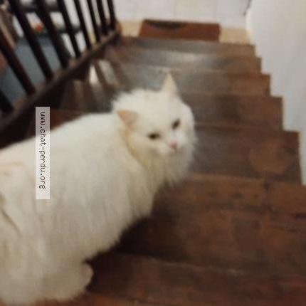 Photo 1/1 Chat trouvé Trouvé à Bellegarde