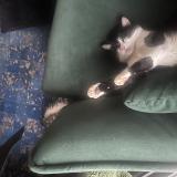 Photo de chat perdu à Saint Chamond