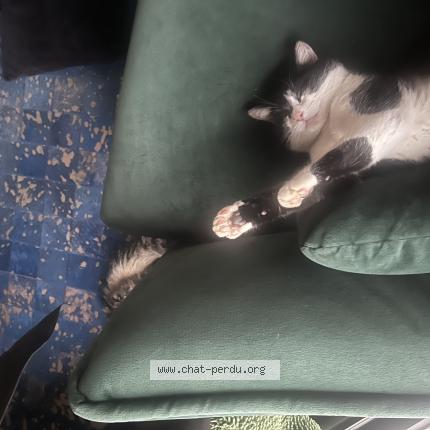 Photo 2/3 Nini Chat perdu à Saint chamond