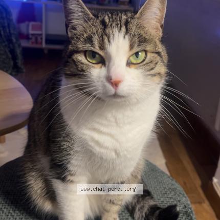 Photo 1/1 Pupuce Chat perdu à Youx