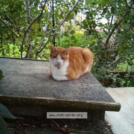 Photo 1/1 Chat retrouvé Perdu à Plumeliau Bieuzy