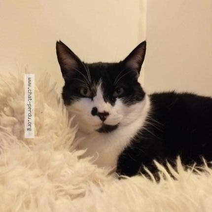 Photo 1/1 Chat retrouvé Perdu à Mordelles