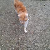 Photo de chat trouvé à Noisy Le Grand France