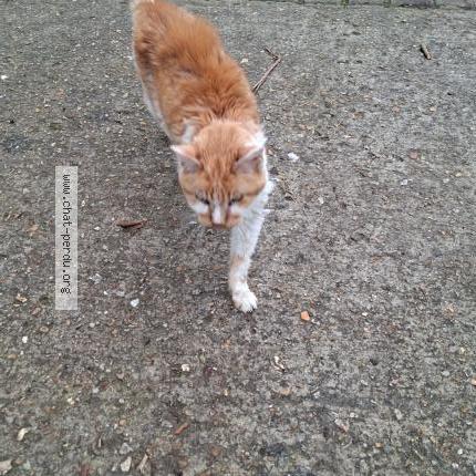 Photo 1/1 Chat trouvé Trouvé à Noisy le grand france