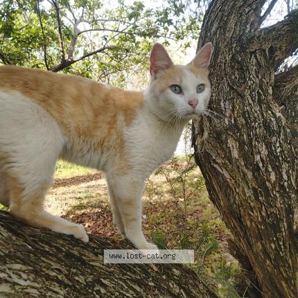 Photo 1/1 Chat trouvé Trouvé à Nairobi