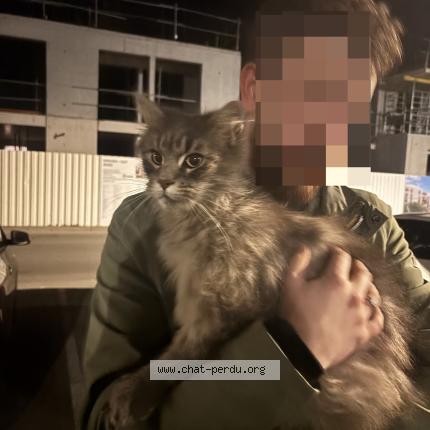 Photo 1/1 Chat retrouvé Trouvé à Saint Malo