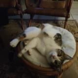 Photo de chat trouvé à Plesse