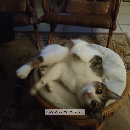 Photo 1/1 Chat trouvé Trouvé à Plesse