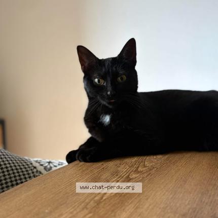 Photo de chat perdu à Reims