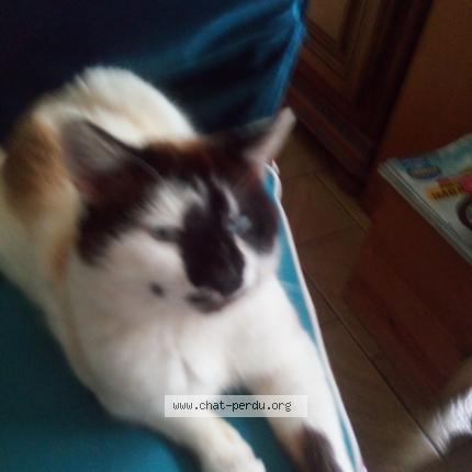 Photo 1/1 Chat retrouvé Perdu à Arzal