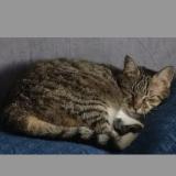 Photo de chat perdu à Frontonas