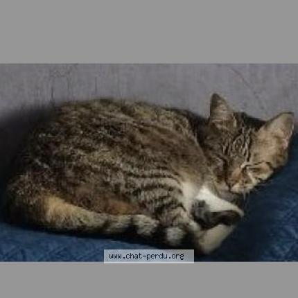 Photo 1/1 NOUBA Chat perdu à Frontonas