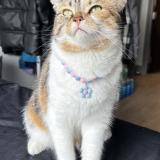 Photo de chat perdu à Noida