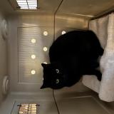 Photo de chat trouvé à Montjay