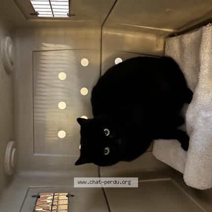 Photo 1/1 Chat trouvé Trouvé à Montjay