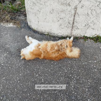 Photo 1/1 Chat trouvé Trouvé à Bagnols sur ceze