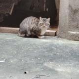 Photo de chat trouvé à Carcassonne