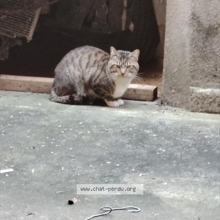 Photo 1/1 Chat trouvé Trouvé à Carcassonne