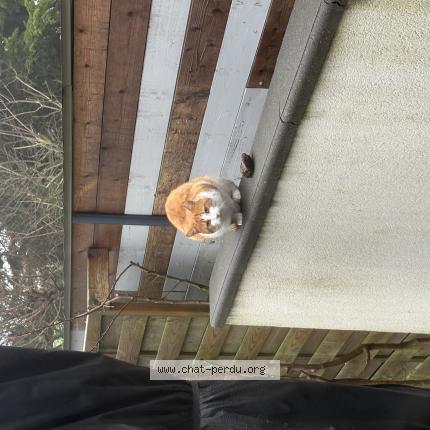 Photo 1/1 Chat trouvé Trouvé à Saint martin boulogne