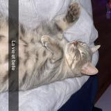 Photo de chat perdu à Gorron