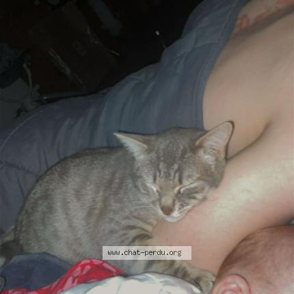 Photo 2/2 Crevette Chat perdu à Gorron