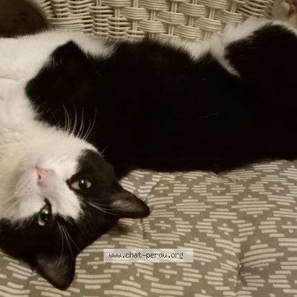 Photo 1/1 Chat retrouvé Perdu à Prayssac